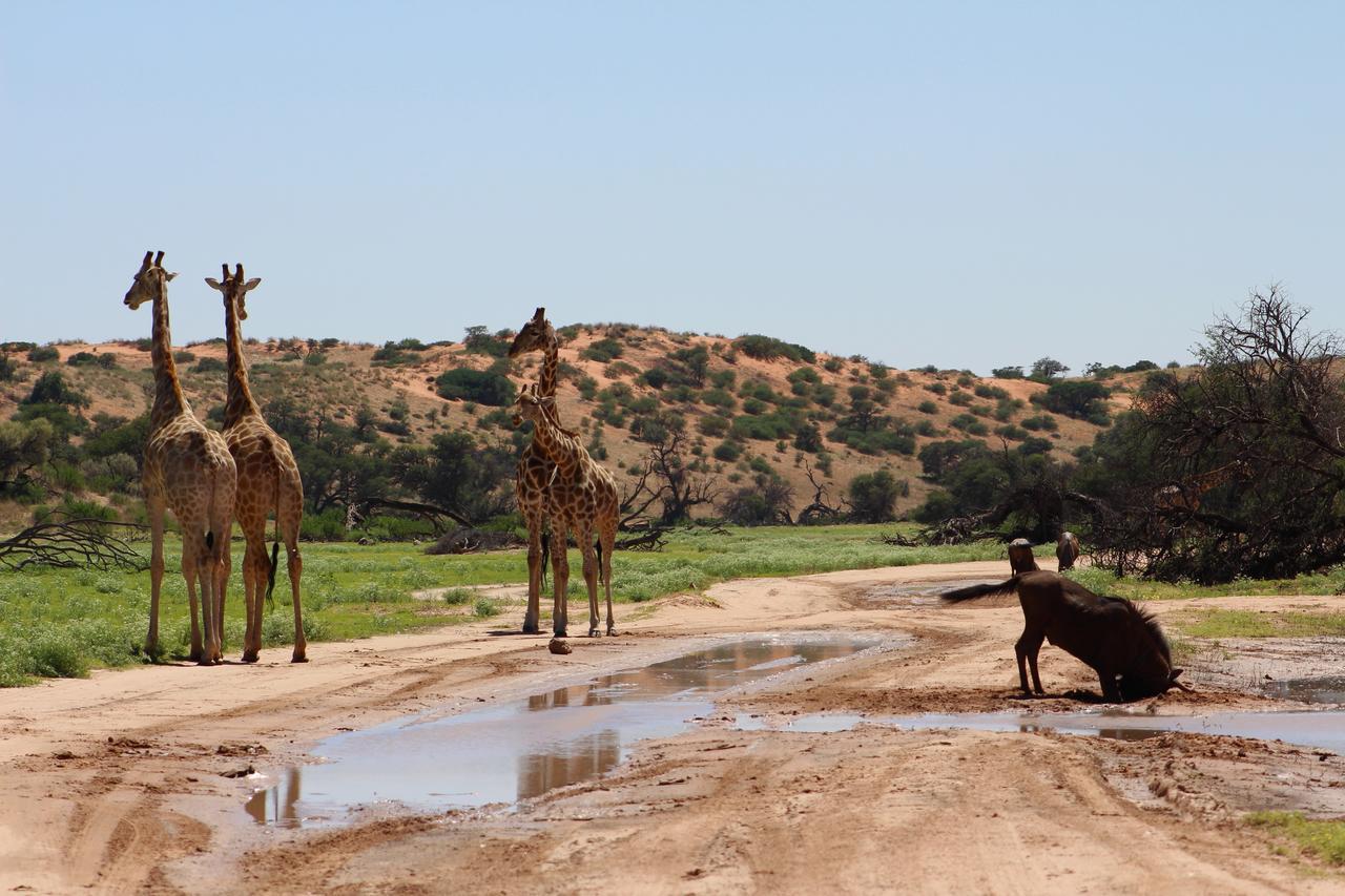 Kgalagadi Lodge Askham Exteriör bild